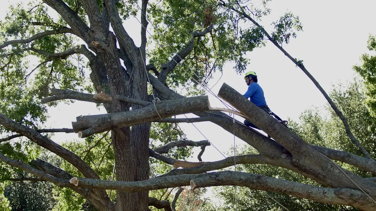 Professional Crown Thinning performed by certified arborists in Pengilly