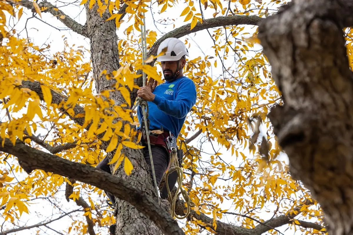 Skilled Tree Transplanting crew working in Pengilly