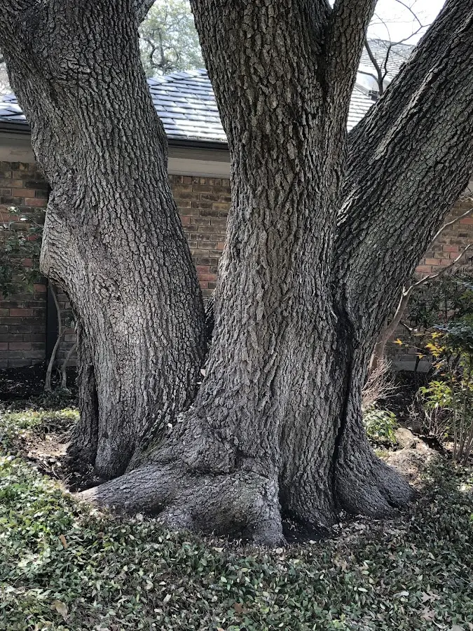 Mature heritage tree close to a Pengilly property cared for by certified arborists